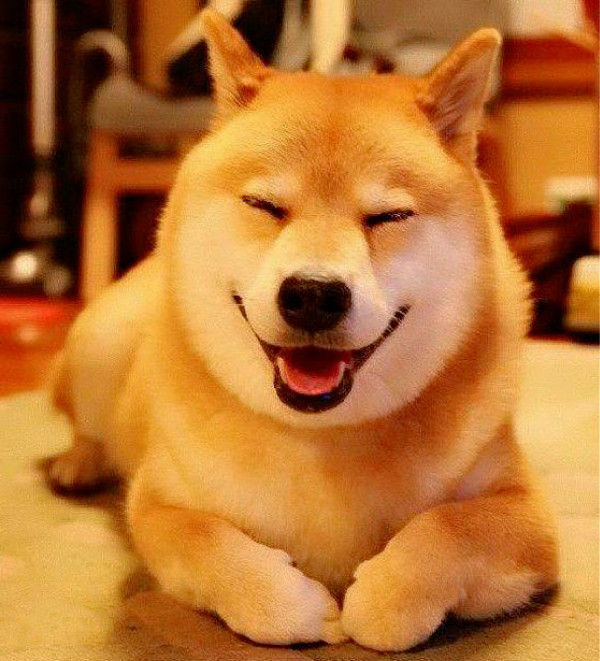 柴犬老是张嘴想咬人但又不是真咬,柴犬幼犬玩起来特别爱咬人怎么办