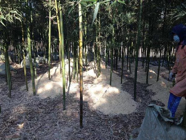 如何提高冬笋产量?做好以下四点十二个细节,增产提效益