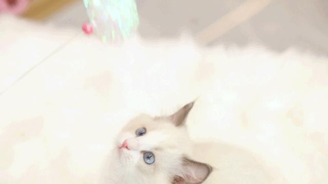 仙女猫专卖店介绍,仙女猫专卖店一览表