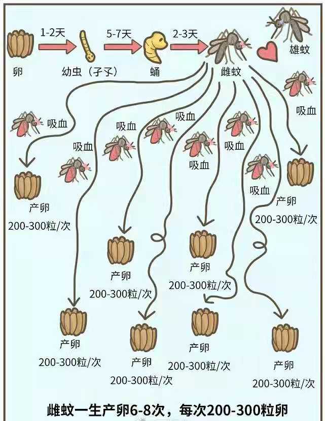 雄蚊与雌蚊爱爱一次可以终身产卵，太恐怖了