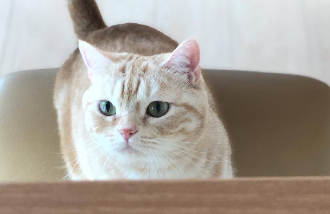 猫咪贫血严重原因有哪些,猫咪贫血是怎么造成的