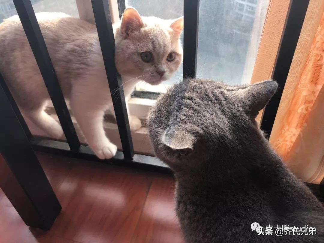 可爱小奶猫刚生出成长日记,一只小奶猫的成长过程