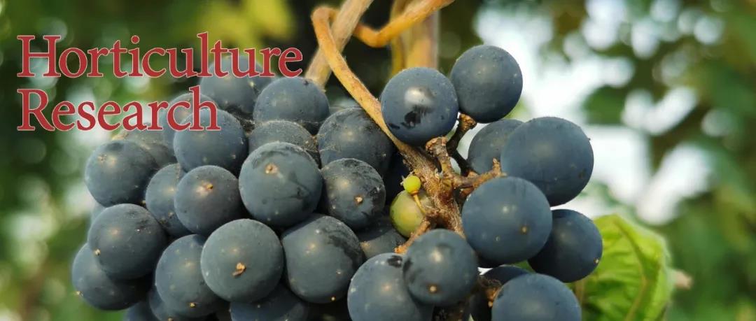 核输入蛋白对葡萄霜霉效应因子PvAVH53的定位和功能研究