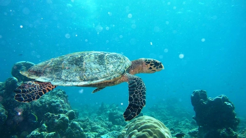 马尔代夫丽世岛旅游攻略,马尔代夫北丽世岛游记