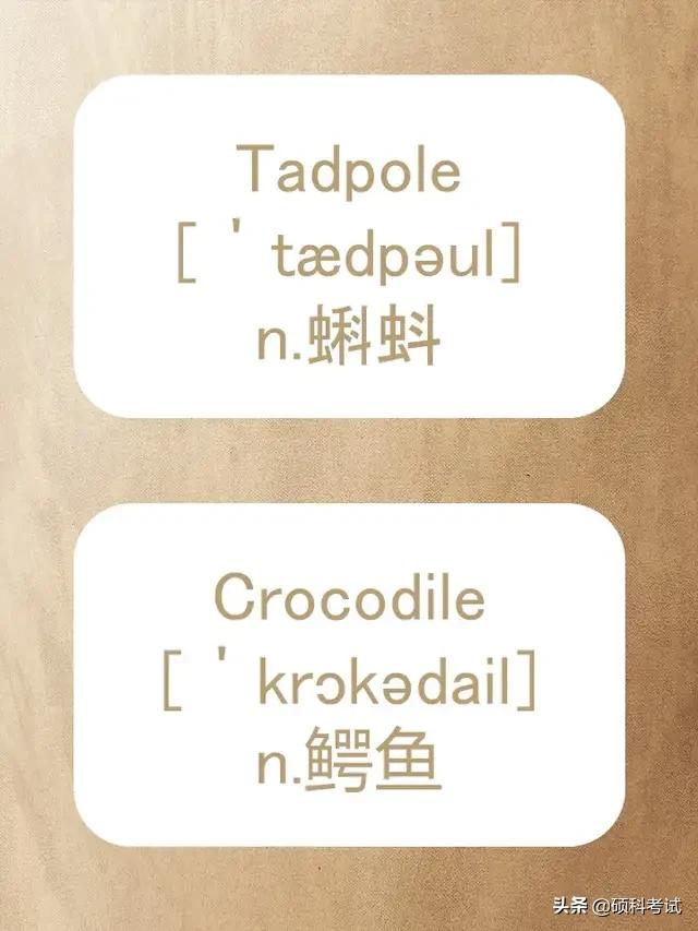 动物的英文拼写及音标,关于动物的单词及音标