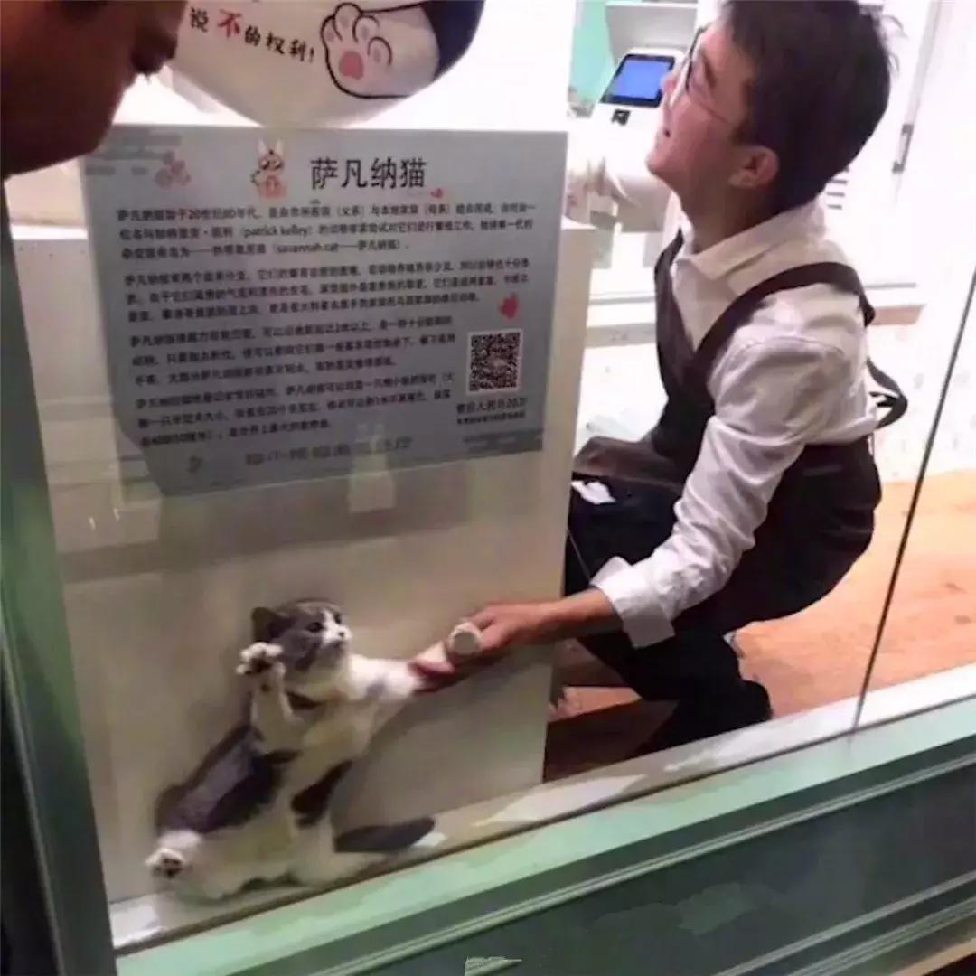 猫咪为了躲主人跑笼子,猫咪为食物躲在角落瑟瑟发抖