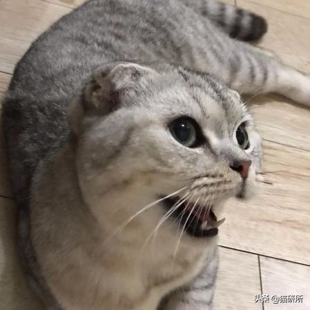 猫咪全项检查都有什么,猫咪的17项基础检查