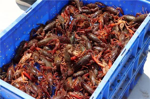 好吃小龙虾的正确打开方式,让小龙虾肉质9弹的关键步骤