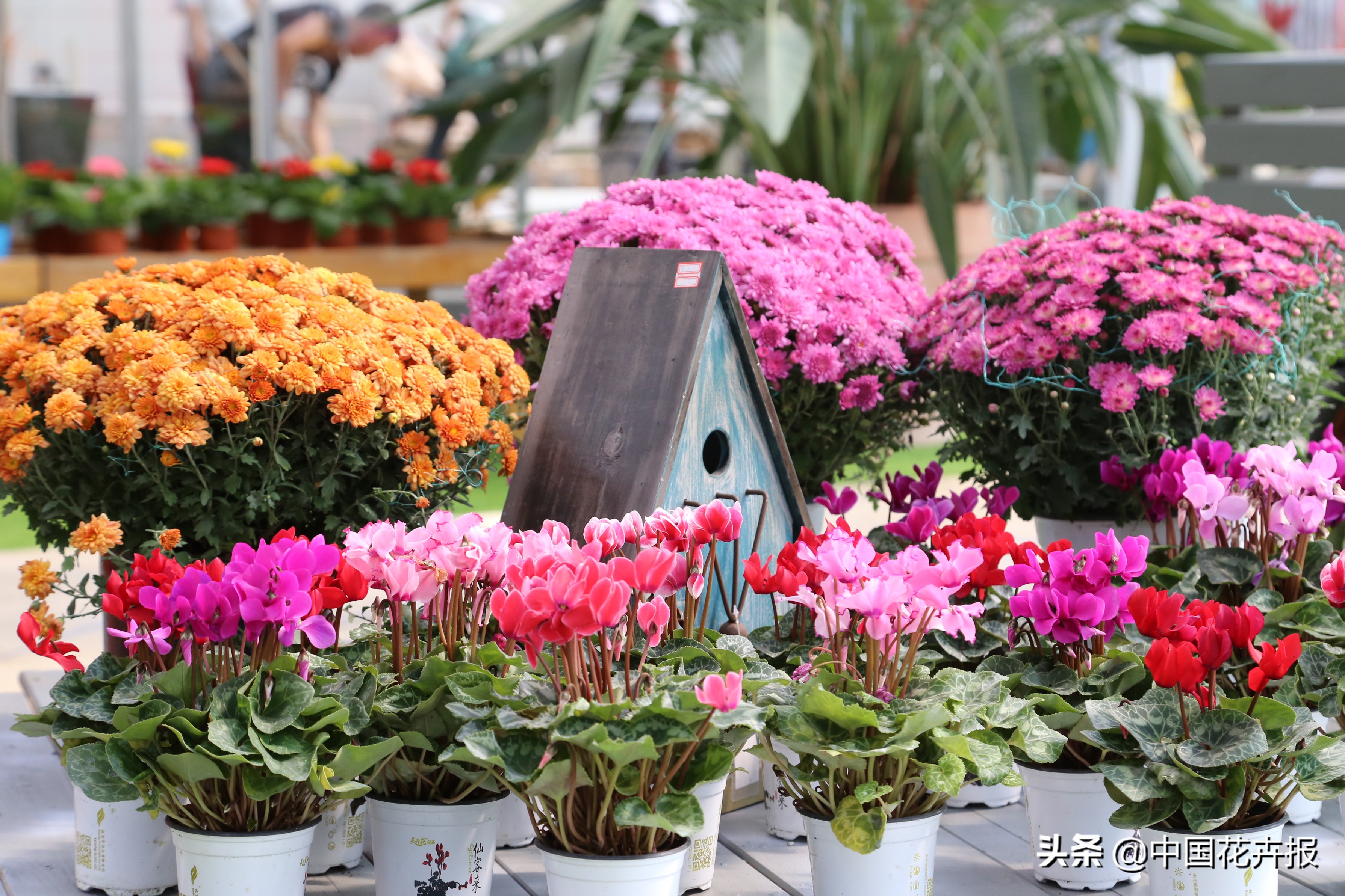 最好听的花的名字,100个好听的花名字