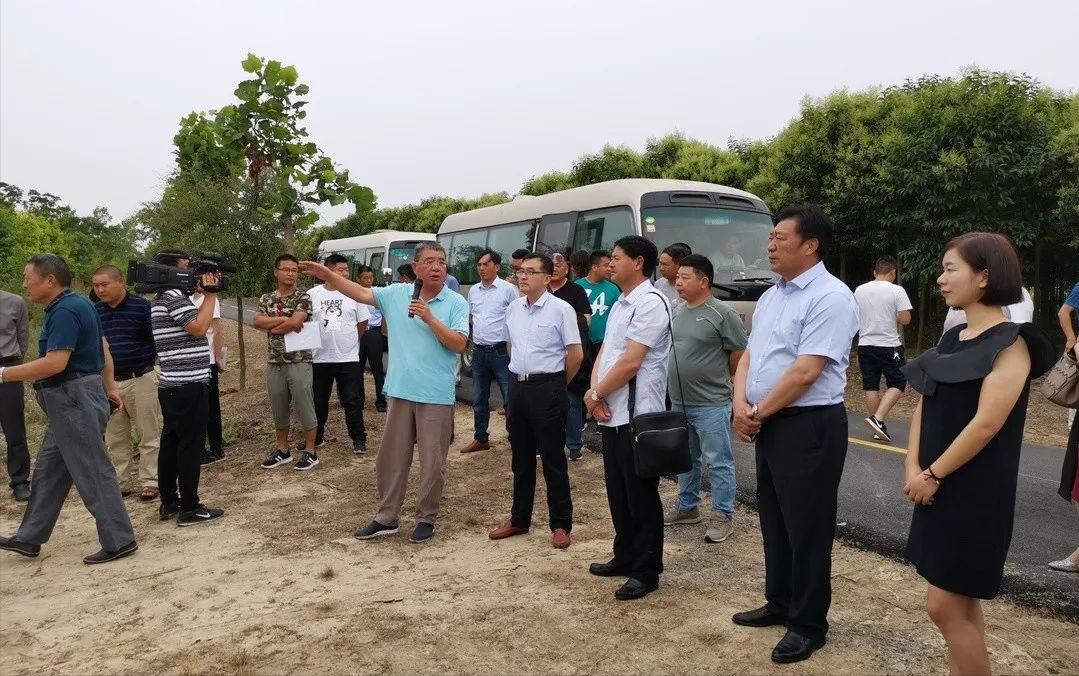 种植摇钱树致富经,荒山种植摇钱树