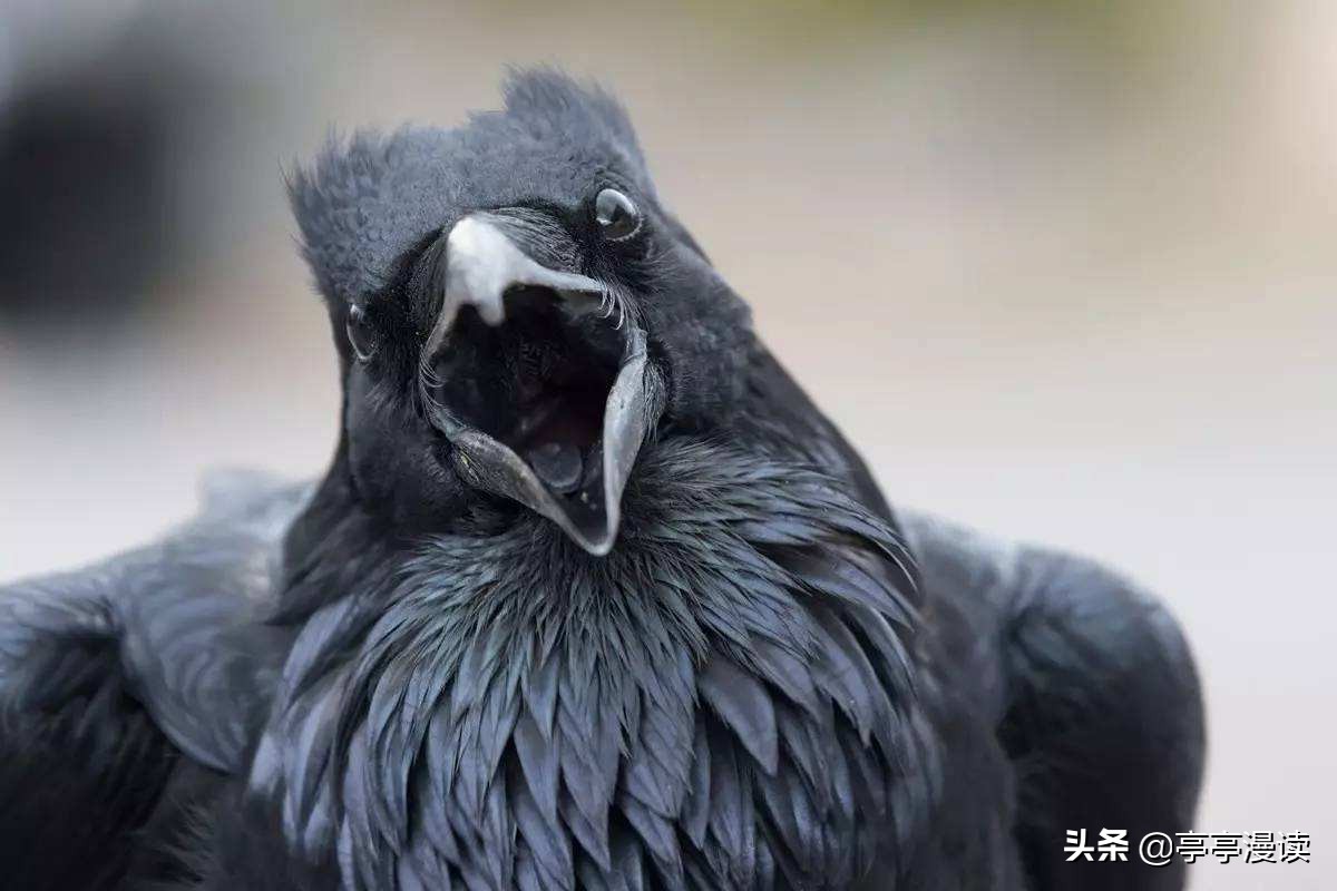 所罗门的指环豆瓣评分,所罗门王的指环在线阅读全文