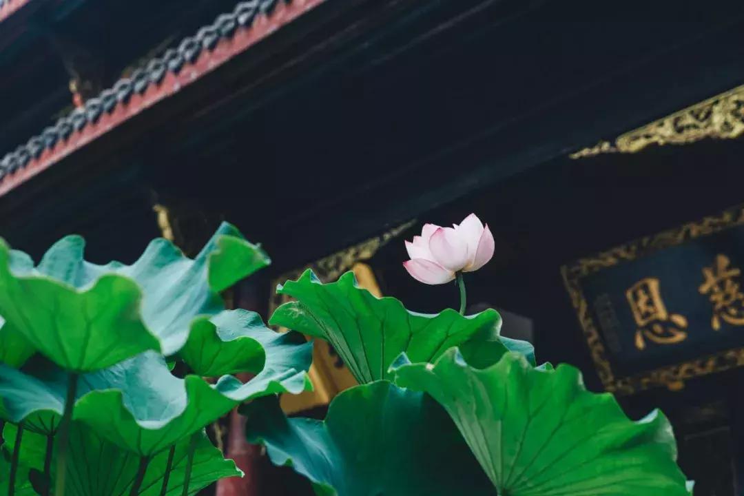 成都最美荷花池,成都荷花池有哪些