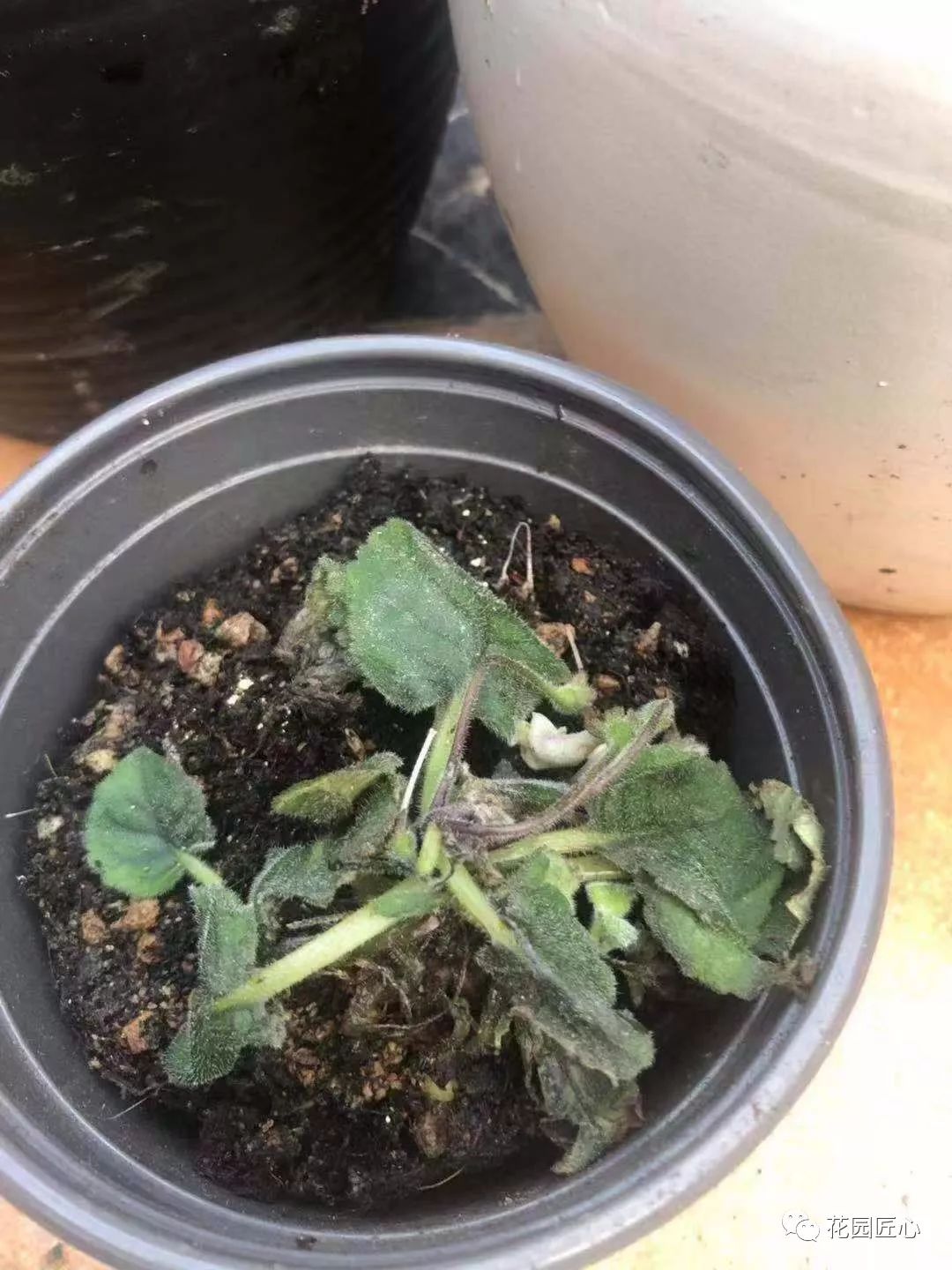 缓苗应该注意些什么,缓苗要注意什么