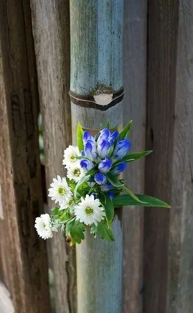 教你怎么学插花,小白零基础怎么学插花