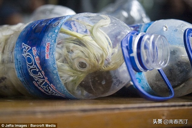 画眉鹩哥点颏都提成保护动物了,鹦鹉还能养吗?