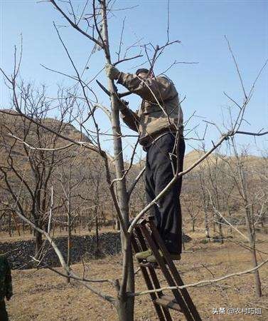 盆栽柿子树落果怎么办,柿子树落果怎么防治