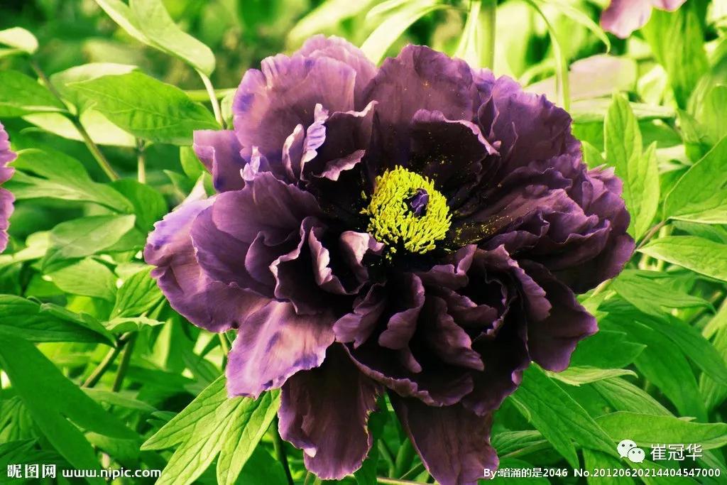 欧阳修袁枚,韩愈袁枚和欧阳修