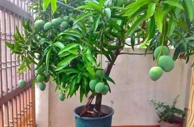 芒果核种出芒果树完整版,芒果核盆栽几年结果
