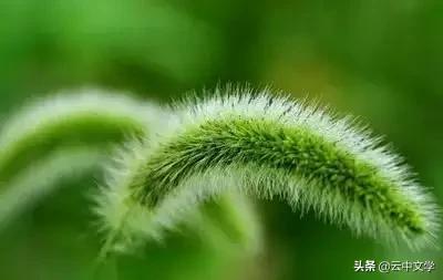 花语大全100种花图片,100种花的花语太全了