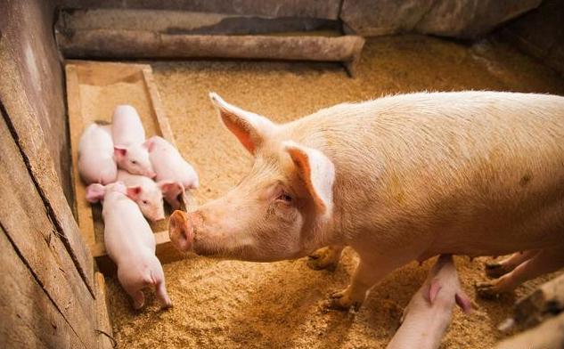 断奶仔猪水样腹泻发烧用什么药,60斤仔猪拉黑色水样腹泻用什么药