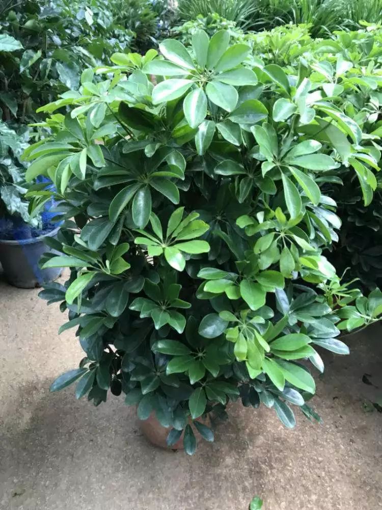 花店揭秘花卉的“*局骗**”，十有八九都上过当