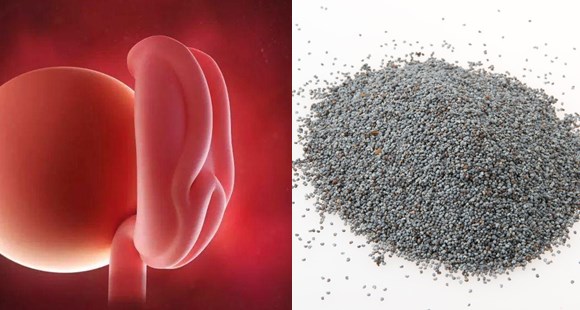 1-40周胎儿发育水果对比图,孕期1-40周胎儿图