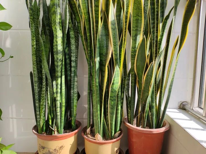 10种好养的花草,这些绿植养在家里高级又实用