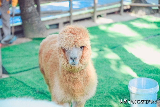 进出景区排队3个小时,岛上物价高上天,这的游客还是多的挤破头