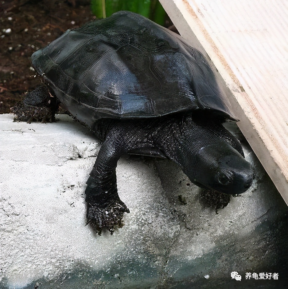 乌龟腐皮怎么治最有效果,乌龟如何预防腐皮