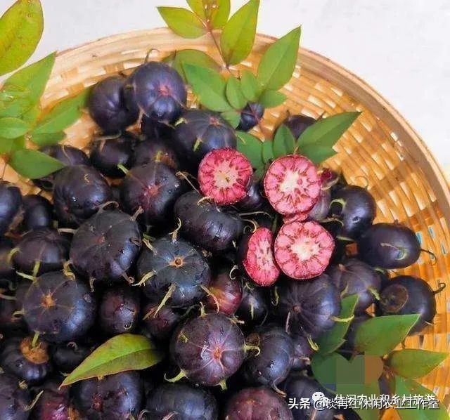 云南红果参一亩产多少斤,四川内江红果参多少钱1斤