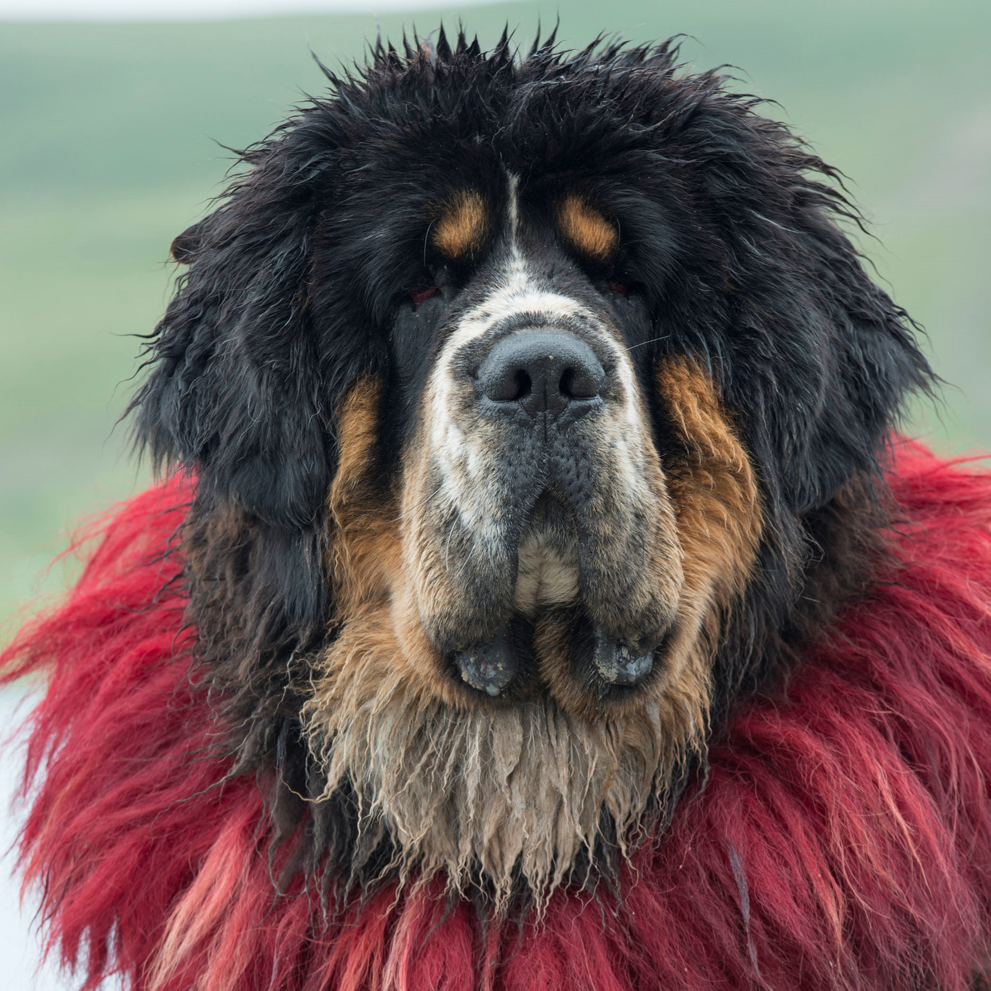 精选一组趣知识；德国*歌国**提到的四个地名现今都不在德国境内