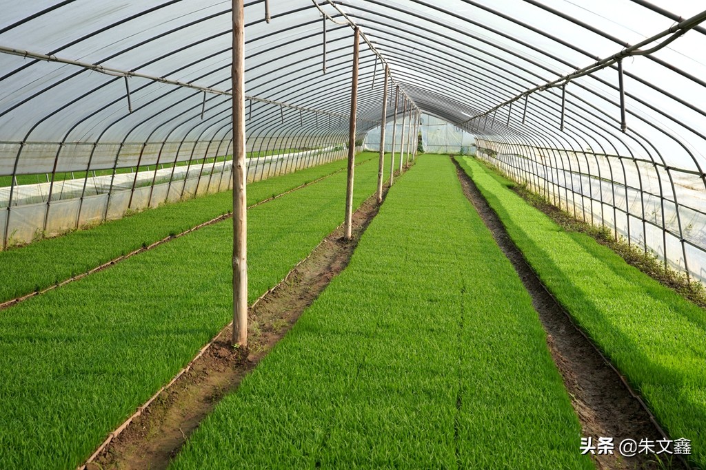 监利红虾红遍天下,中国小龙虾之乡监利
