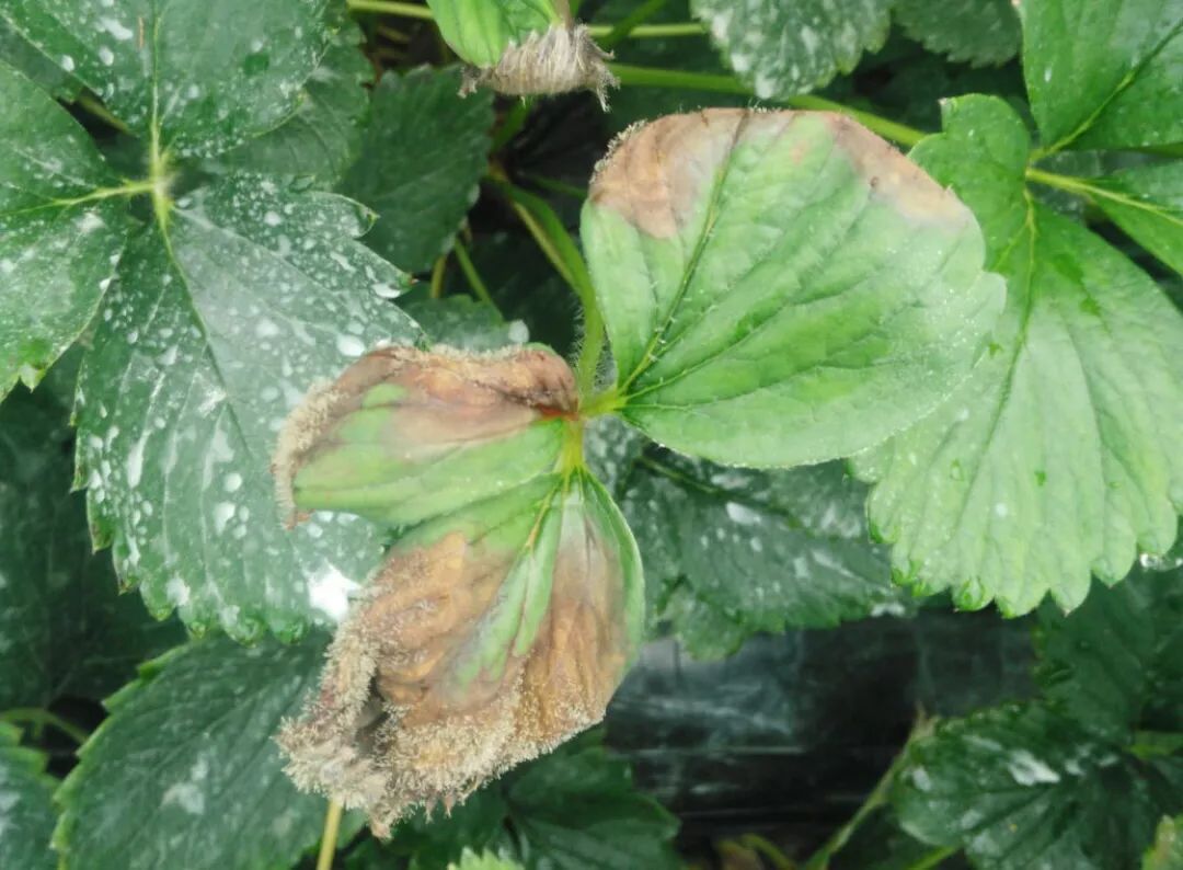 草莓土壤里有虫怎么处理,草莓棚四大病害