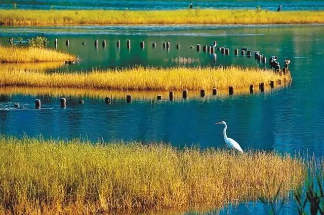 深圳十佳免费湿地公园,深圳十大免费公园排行榜最新名单