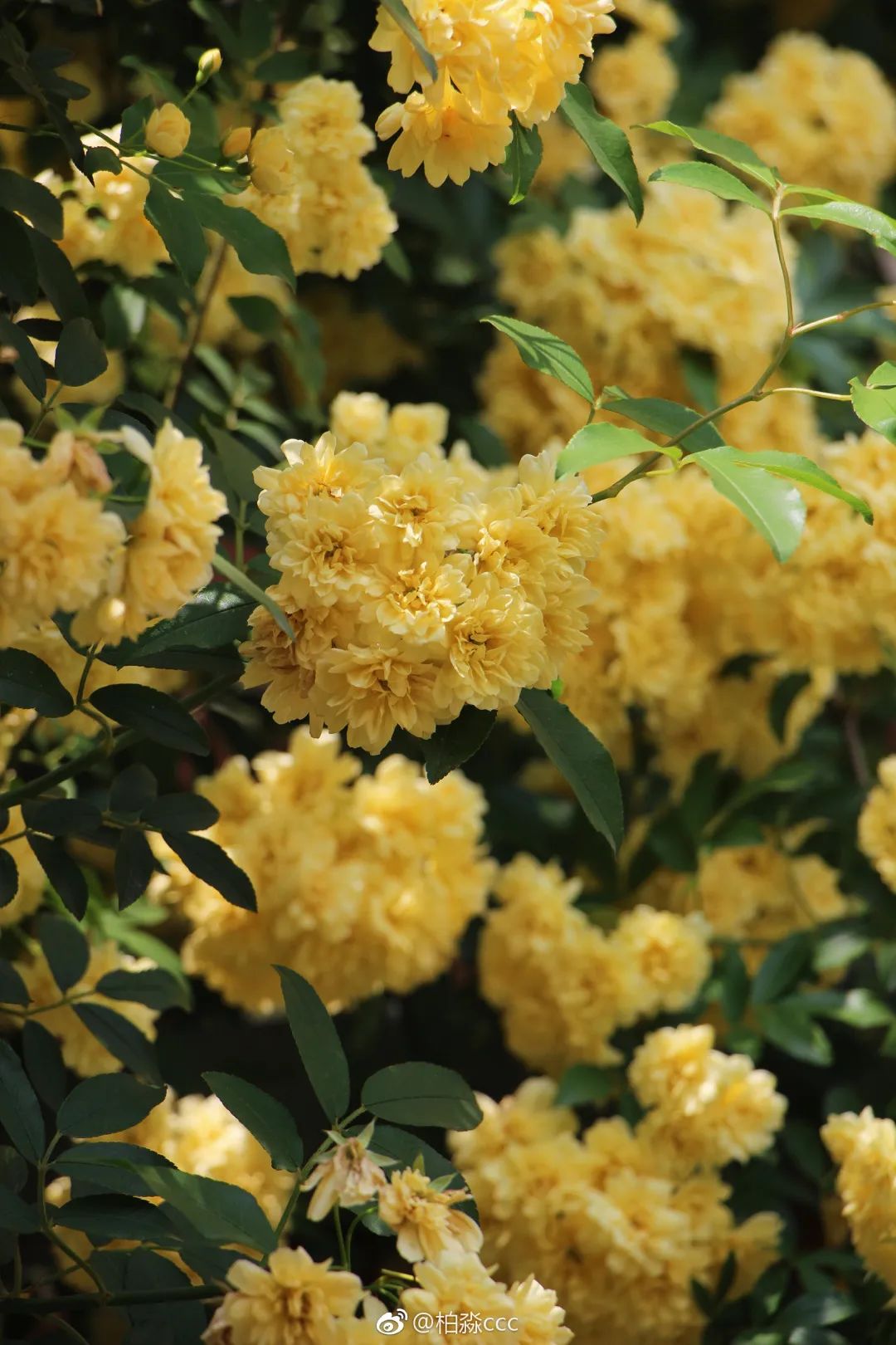 开到荼蘼唱的是什么,歌词中有开到荼蘼