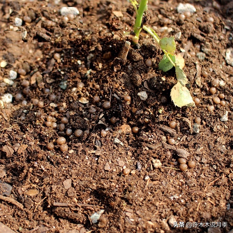 为什么月季一浇水全漏下去了,月季死一半继续养