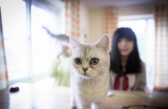 养猫必备物品新手清单,养猫需要准备的东西最全清单