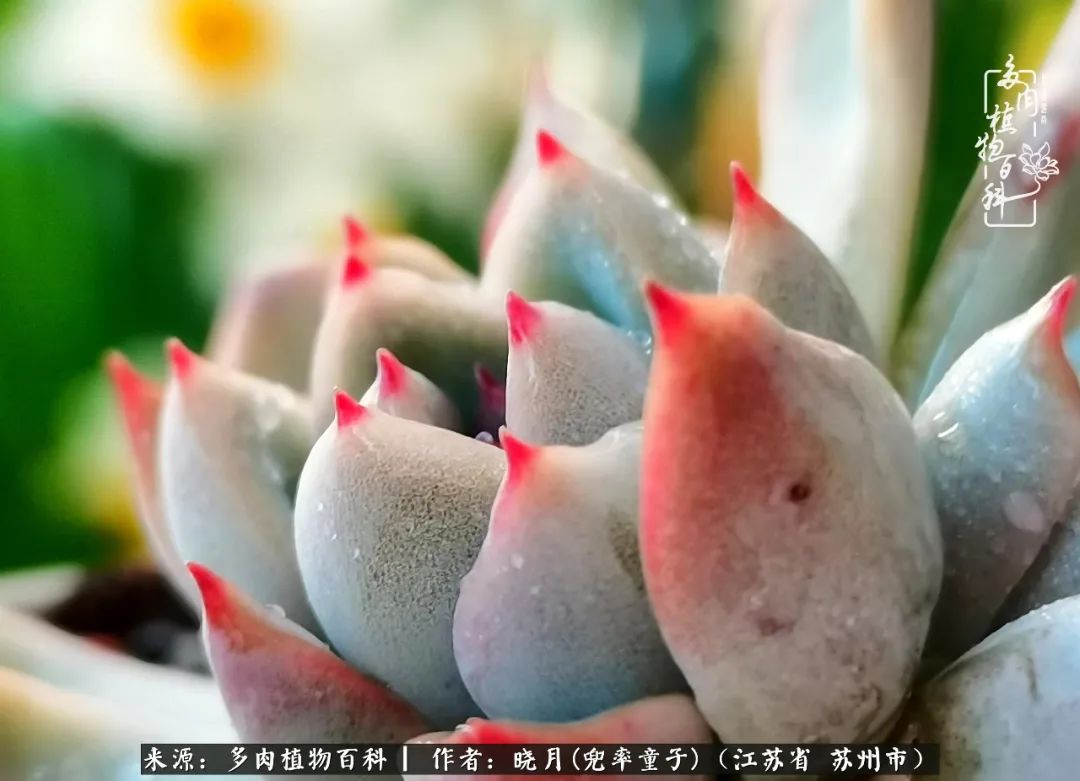 六年时间环游22个国家,却被多肉小萌物征服