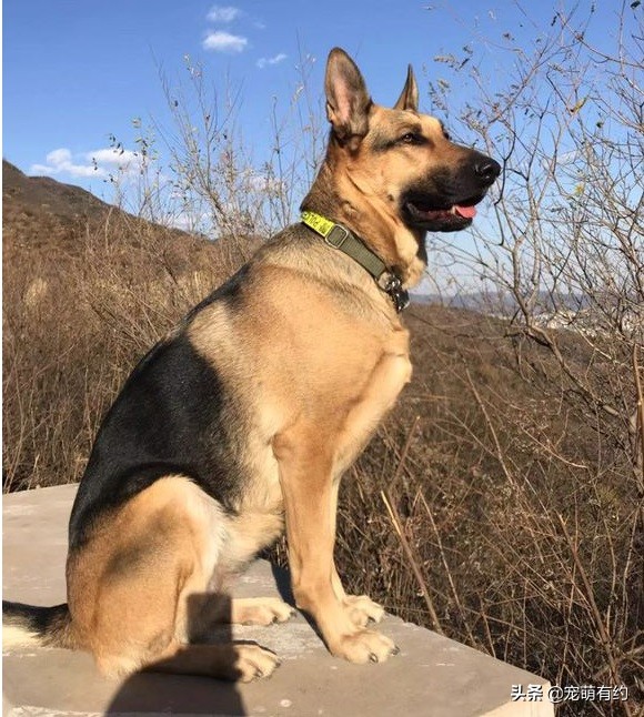 捷克狼犬警用,捷克狼犬德牧昆明犬马犬哪个厉害