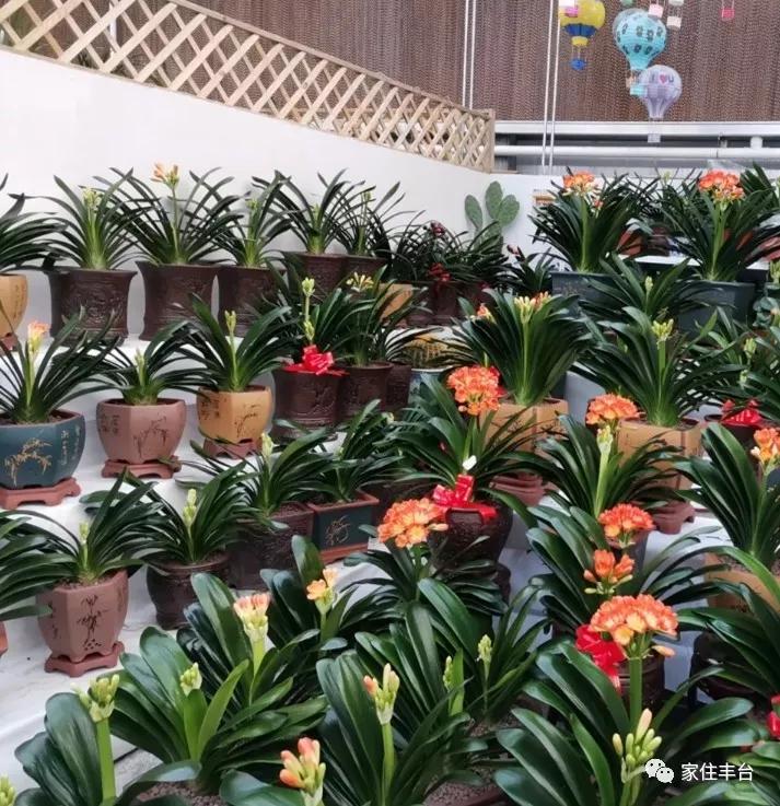 丰台四大花市在哪里,北京丰台值得逛一逛