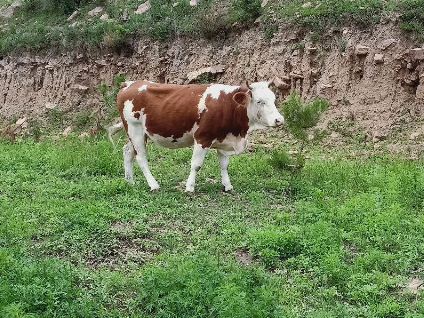 肉牛不上膘有哪些原因,肉牛不反刍是什么原因