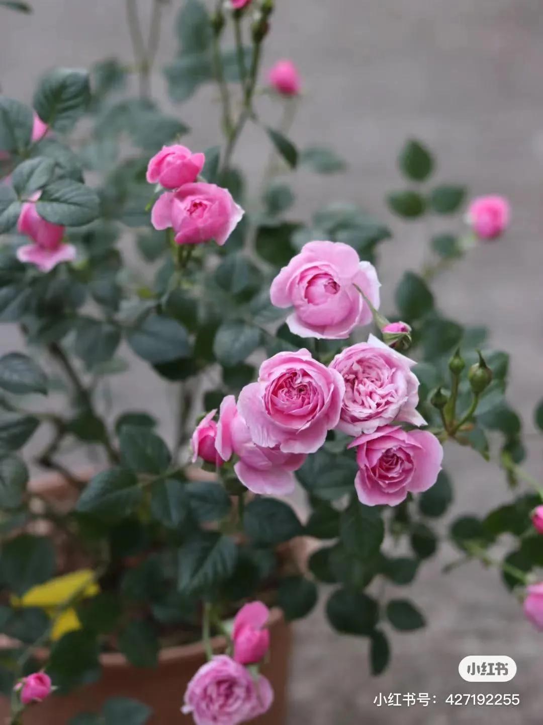 获得worldrose的12款月季品种,露台月季品种推荐