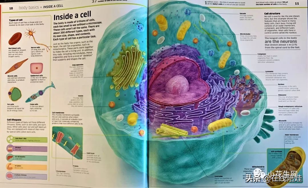 dk知识大百科全套,dk知识大百科书金银版