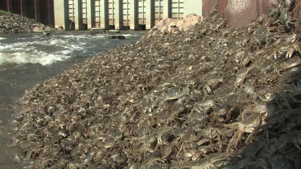 大闸蟹入侵欧洲的危害,大闸蟹在美国泛滥成灾视频