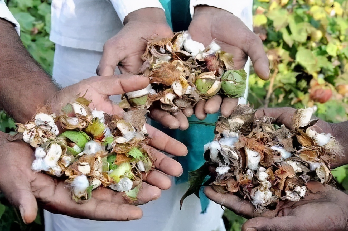 转基因调查纪录片,转基因农作物深度研究报告