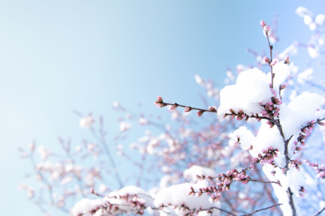 古诗词春雪,古诗鉴赏春寒