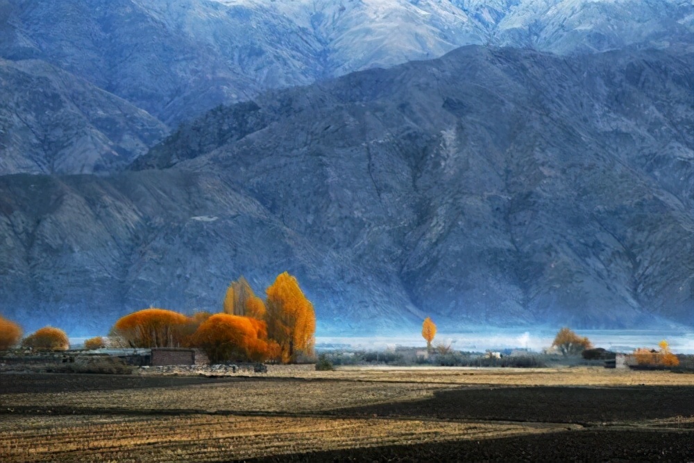 昆仑山飘下来的雪歌曲,昆仑山的白雪莲
