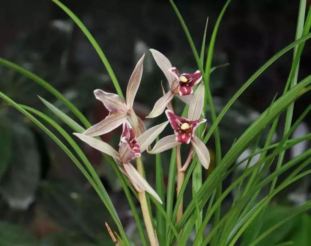 如何快速鉴别兰花的真假,新手如何分辨兰花的真假