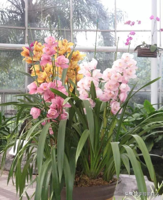 大花蕙兰花谢后换盆要去掉老土吗,蕙兰花怎么养才能旺盛容易开花