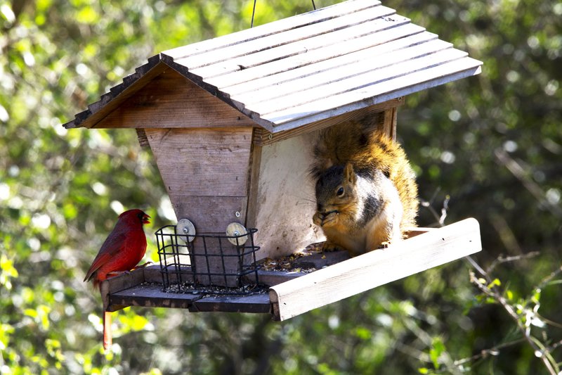 松鼠会听懂鸟说话吗,松鼠可以听懂鸟说话吗